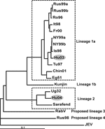 Thumbnail of Phylogenetic tree based on the complete nucleotide sequences of selected West Nile virus strains demonstrating the genetic relatedness of these strains (abbreviations are listed in Table). Boxes indicate different lineages and clades. The Hungarian strains reported in this article are highlighted with gray background). RabV, Rabensburg virus; JEV, Japanese encephalitis virus. Scale bar depicts degree of relatedness.