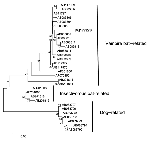 Neighbor-joining phylogenetic tree to a stretch of the 3´ end of the N gene of rabies virus variants related to vampire bats, insectivorous bats, and dogs. Strain DQ177278 is shown in bold. The bar indicates the genetic distance scale. Numbers at each node indicate 1,000 replicates of bootstrap values.