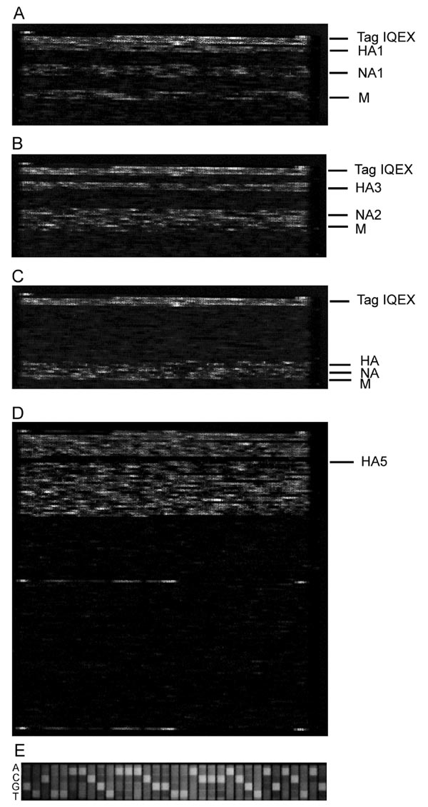 Hybridization images of the respiratory pathogen microarray (RPM) version 1 prototype regions for 3 influenza virus isolates and trivalent FluMist vaccine. A) A/H1N1, B) A/H3N2, C) influenza B, and D) trivalent FluMist vaccine. In A, B, and C, only the influenza-specific tiled prototype regions of RPM version 1 are shown. Hybridization-positive identifications are shown on the right. In D, the image of the entire RPM version when hybridized with FluMist vaccine is shown. The single influenza pro