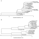 Thumbnail of Unrooted phylogenetic analysis of the hemagglutinin 1 (HA1) gene of A) 11 influenza A/H3N2 isolates and B) 12 influenza B isolates compared with vaccine and reference strains. All clinical isolates are available from GenBank under accession nos. DQ265706–DG265730. *denotes the 2005–2006 influenza A/H3N2 and influenza B vaccine strains.