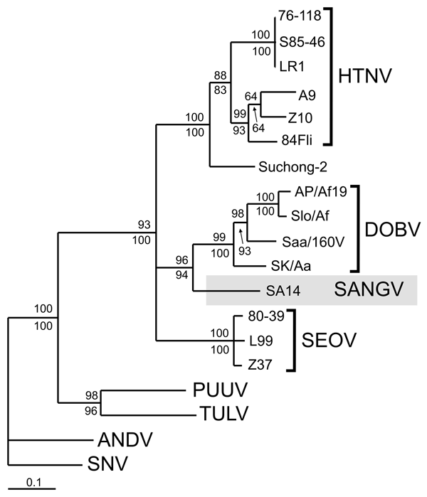 Maximum likelihood phylogenetic tree of hantaviruses showing the placement of SA14 (Sangassou virus [SANGV], indicated by gray shading). Partial S segment genome sequences (837 nucleotides, positions 394–1230) were used to calculate the tree with TREE-PUZZLE program (8). The Tamura-Nei evolutionary model was used; the values above the branches represent PUZZLE support values. The values below the branches represent bootstrap values of the corresponding neighbor-joining tree computed with PAUP* p