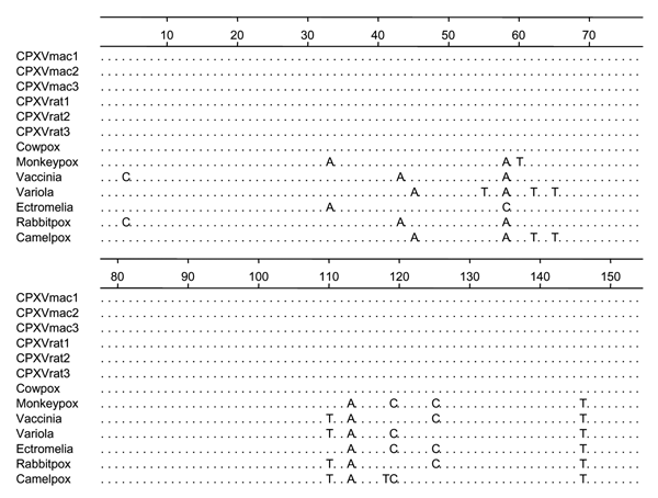 Sequence alignment of the partial hemagglutinin gene of cowpox viruses (CPXV) isolated from Barbary macaques and brown rats. CPXV-2001 strain was isolated from a rat in 2001 from the Netherlands (5).