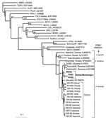 Thumbnail of Phylogenetic tree based on partial S segment fragment showing the clustering of the sequence obtained from this study and respective representative hantavirus strains from GenBank database. The numbers indicate percentage bootstrap replicates (of 100); values &lt;60% are not shown. Horizontal distances are proportional to the nucleotide differences. The scale bar indicates 10% nucleotide sequence divergence. Vertical distances are for clarity only. BAYV, Bayou virus; BCCV, Black Cre