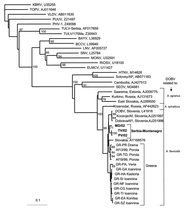 Phylogenetic tree based on partial S segment fragment showing the clustering of the sequence obtained from this study and respective representative hantavirus strains from GenBank database. The numbers indicate percentage bootstrap replicates (of 100); values &lt;60% are not shown. Horizontal distances are proportional to the nucleotide differences. The scale bar indicates 10% nucleotide sequence divergence. Vertical distances are for clarity only. BAYV, Bayou virus; BCCV, Black Creek Canal viru