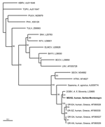 Thumbnail of Phylogenetic tree based on partial M segment fragment showing the clustering of the sequence obtained from this study and respective representative hantavirus strains from GenBank database. The numbers indicate percentage bootstrap replicates (of 100); values &lt;60% are not shown. Horizontal distances are proportional to the nucleotide differences. The scale bar indicates 10% nucleotide sequence divergence. Vertical distances are for clarity only. Sequences in this study are indica