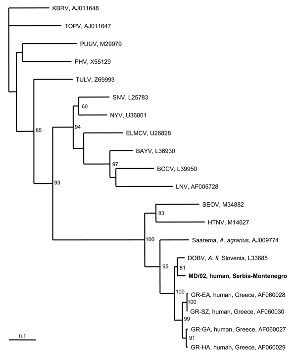 Phylogenetic tree based on partial M segment fragment showing the clustering of the sequence obtained from this study and respective representative hantavirus strains from GenBank database. The numbers indicate percentage bootstrap replicates (of 100); values &lt;60% are not shown. Horizontal distances are proportional to the nucleotide differences. The scale bar indicates 10% nucleotide sequence divergence. Vertical distances are for clarity only. Sequences in this study are indicated in boldfa