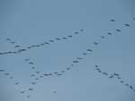 Thumbnail of Saurus cranes (Grus antigone) over Naung Mung, Myanmar, in March 2006.