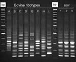 Thumbnail of Clostridium difficile PCR ribotypes of bovine origin (dairy calves), Ontario, Canada, 2004. *Calf isolate classified as PCR ribotype 017 at the Anaerobe Reference Laboratory, University Hospital of Wales, Cardiff, United Kingdom. Isolates of human (lane 1), calf (lane 2), and canine (lane 3) origin identified in Ontario are indistinguishable. The first and tenth wells contain 100-bp molecular mass markers.