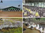 Thumbnail of Duck-raising systems in Thailand. A) Closed system with high biosecurity, an evaporative cooling system, and strict entrance control. B) Open system but with netting to prevent entrance of passerine birds. Biosecurity was not strictly enforced. This system is no longer approved for the raising of poultry. C) "Grazing duck raising." Biosecurity is never practiced in this system. D) Backyard Muscovy ducks raised for a family; no biosecurity is practiced in this system.