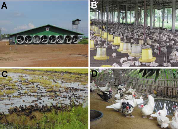 Duck-raising systems in Thailand. A) Closed system with high biosecurity, an evaporative cooling system, and strict entrance control. B) Open system but with netting to prevent entrance of passerine birds. Biosecurity was not strictly enforced. This system is no longer approved for the raising of poultry. C) "Grazing duck raising." Biosecurity is never practiced in this system. D) Backyard Muscovy ducks raised for a family; no biosecurity is practiced in this system.