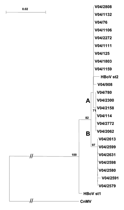 Phylogenetic analysis of a 980-bp region of the human bocavirus (HBoV) VP1/2 capsid gene from South African children with respiratory tract disease. The tree was constructed by using the neighbor-joining method with 1,000 bootstrap resamplings. All nucleotide sequences were submitted to GenBank (accession nos. DQ317539–DQ317561). CnMV, canine minute virus.