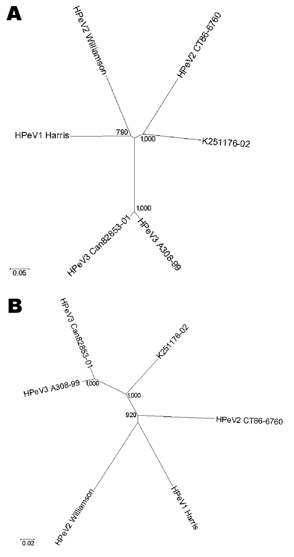 Unrooted phylogenetic trees showing the relationship between K251176-02 (DQ315670) and the prototype strains human parechovirus serotype 1 (HPeV1) Harris (S45208), HPeV2 Williamson (AJ005695), HPeV2 CT86-6760 (AF055846), HPeV3 A308-99 (AB084913), and Can82853-01 (AJ889918) based on nucleotide Jukes and Cantor substitution model for the capsid region (A) and the nonstructural region (B). The tree was constructed by the neighbor-joining method as implemented in MEGA version 3.1. Gaps introduced fo