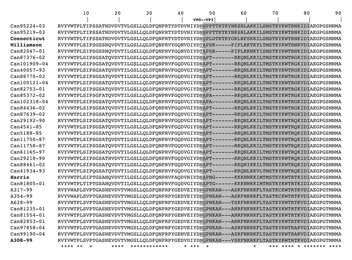 Comparison of the predicted VP0-VP3 capsid protein region of Canadian isolates with that of Harris (human parechovirus [HPeV]-1), Williamson and Connecticut (HPeV-2), and A308-99 (HPeV-3) strains. The aligned region contains 284 amino acids. corresponding to residues 244 to 521 in the Harris polyprotein sequence (accession no. S45208). The VP3 N-terminal extension, which is specific to parechoviruses (21), is shaded. The cleavage site between VP0 and VP3 is underlined. Asterisks denote conserved