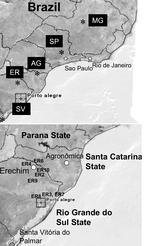 Location of samples obtained from Brazil. A) Samples were collected from Belo Horizonte, Minas Gerais (MG), Erechim City (ER), São Paulo (SP), Agronomica (AG), and Santa Vitttoria do Palmar (SV) (abbreviations as found in the Table). B) Clinical samples were collected from Erechim, the surrounding region (numbered as in the Table), and from 2 outbreaks in AG and SV.