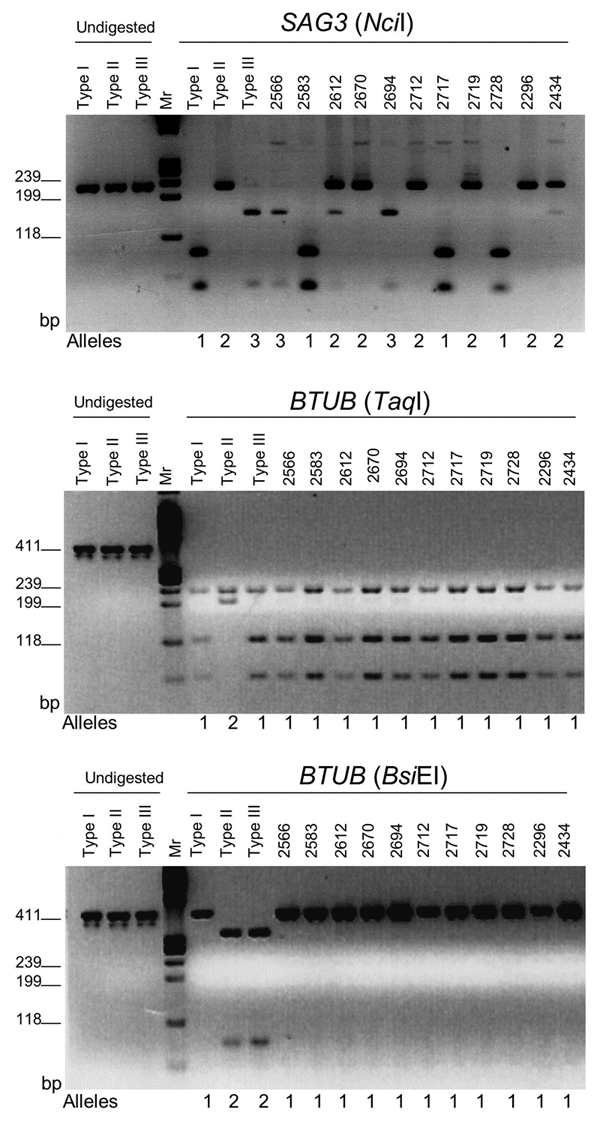 Polymerase chain reaction–restriction fragment length polymorphism (PCR-RFLP) analyses of clinical isolates from Brazil compared to analyses of clonal strains. Shown are the PCR markers SAG3 and BTUB, with their respective restriction digests. Alleles are designated below each figure panel and match those given in the Table. Agarose gel electrophoresis of undigested and restriction digested products for type stained (type I RH, type II Me49, type III CTG). Products were resolved on 3% agarose ge