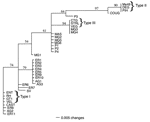 Thumbnail of Neighbor-joining phylogram of 38 Toxoplasma gondii strains derived from polymerase chain reaction–restriction fragment length polymorphism typing at loci (SAG2, SAG3, GRA6, and BTUB). Distances were calculated according to Nei and Li (21) and the distance matrix analyzed using the phylogenetic analysis program PAUP*4.0b to generate an unrooted phylogram (22). The numbers on the branches indicate the bootstrap values (1,000 replicates). Strain designations are shown in the Table.