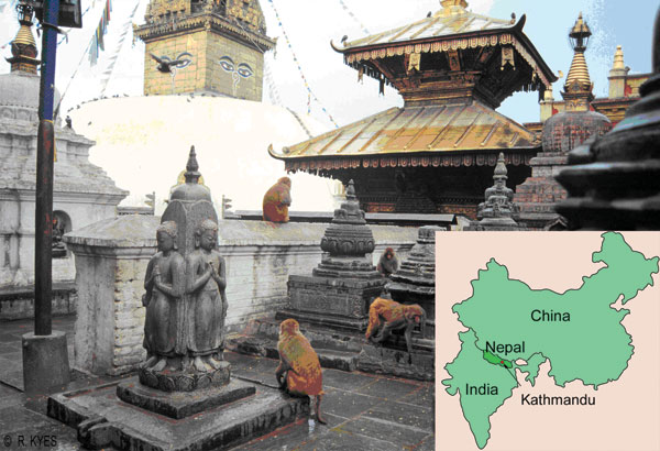 Swoyambhu Temple in Kathmandu, Nepal, is home to ≈400 free-ranging rhesus macaques (Macaca mulatta). (Photo by R. Kyes.)