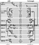 Thumbnail of Maximum likelihood trees inferred from hepatitis delta virus (HDV) nucleotide sequences. Left panel: Maximum-likelihood phylogram obtained from the small hepatitis delta antigen dataset. Right panel: Maximum-likelihood phylogram obtained from the full-length HDV genome dataset. Bootstrap values (103 replicates) obtained for neighbor-joining and maximum parsimony are indicated above the branches; posterior probabilities (inferred from 5×103 trees generated from MrBayes application) a
