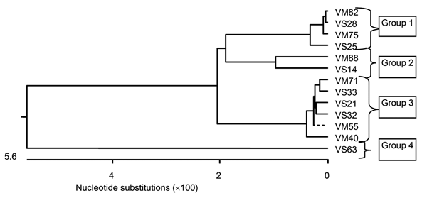 Phylogenetic tree of obtained sequences at the nucleotide level. Phylogenetic analysis of 14 individual sequences of the 18S small subunit ribosomal RNA gene (nucleotide level) isolated from the blood of orangutans housed at the Orangutan Care Center and Quarantine by PCR. Group 1 (Plasmodium cynomolgi–like) is represented by sequences from VS25, VS28, VM75, and VM82; group 2 (P. inui–like) is represented by sequences from VS14 and VM88; group 3 (P. cynomolgi) is represented by VS21, VS32, VS33,