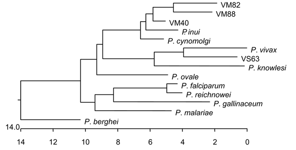Phylogenetic tree of small subunit ribosomal RNA from different Plasmodium spp. Sequences were downloaded from GenBank, aligned by using CLUSTAL W (Megalign, DNA Star, Madison, WI, USA) and the tree generated by nearest-neighbor analysis. Once the sequences were aligned, we also aligned our representative sequences with the 2 nearest matches for more detailed determination of closest associations. Sequences used and their GenBank accession nos. were P. gallinaceum (M61723), P. berghei (AJ243513)