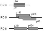 Thumbnail of Positions of overlapping or adjacent plasmid inserts in regions of difference (RDs) 4, 5, and 8. Identical results retrieved by different plasmids with overlapping sequences or sequences in closest proximity demonstrate the reproducibility and reliability of the differential genomic hybridization method.