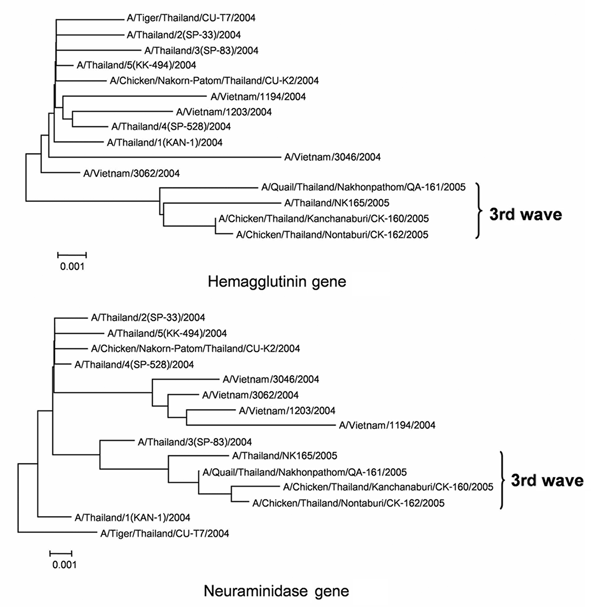 Phylogenetic analysis of the hemagglutinin and neuraminidase genes of H5N1 from study patient compared with sequences from previous outbreaks (2004–2005).