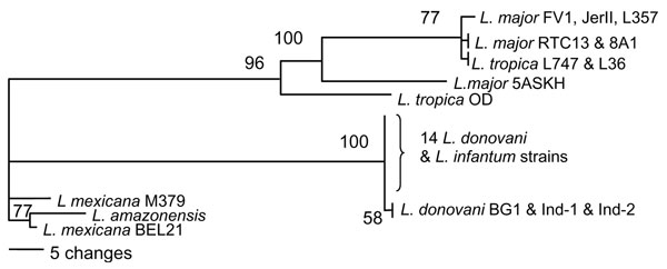 Classification of Leishmania species according to the partial DNA sequence of the 6-phosphogluconate dehydrogenase gene constructed with PHYLIP (http://evolution.genetics.washington.edu/phylip.html) using parsimony. Numbers at branch points are bootstrap values compiled by using 100 replicates. Isolates examined and the accession numbers of their 6PGDH sequences in the GenBank/EMBL/DDBJ database are as follows: 11 Sri Lanka isolates, L59, L60, L75, L78, L80, L284, L304, L355, L330, L301, L348 (A
