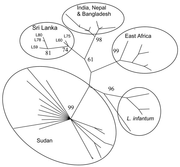 Classification of Leishmania donovani and L. infantum isolates constructed by using microsatellite data with parsimony in PAUP (Sinauer Associates Inc., Sunderland, MA, USA). Numbers at branch points are bootstrap values compiled by using 100 replicates. Isolates formed geographically based groups (circled). Sri Lanka isolates L59, L60, L75, L78, and L80 are indicated. The tips of other branches are from a dataset of other previously analyzed isolates, including all those identified as L. donova