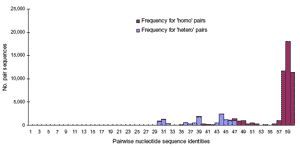 Histograms compare 43 avian allele A viruses and 306 human viruses (panels A and C), and 52 avian allele B viruses and 306 human viruses (panels B and D), based on their NS1 and NS2 genomic segments. Vertical axis shows the count for pairs of sequences with specific percent identity (rounded to integer). Red bars represent frequencies for 'homo' pairs – sequences of the same host species (human to human, or avian to avian); blue bars represent frequencies for 'hetero' pairs – pairs that cross ho