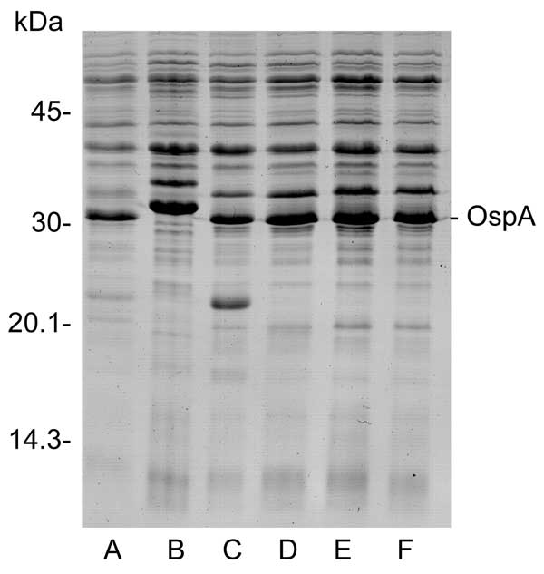 Protein profiles of Borrelia burgdorferi sensu stricto (lane A), B. bissettii (lane B), and spirochetes from Ixodes scapularis ticks collected from DuPage County (lanes C, D) or Cook County (lanes E, F), Illinois.