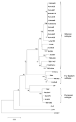 Thumbnail of Maximum likelihood phylogenetic tree of partial E gene (1,076 nt). The bar below indicates the nucleotide substitutions per site. The accession nos. of the strains used can be seen in Table 2. The bootstrap support values &lt;50 are not shown.