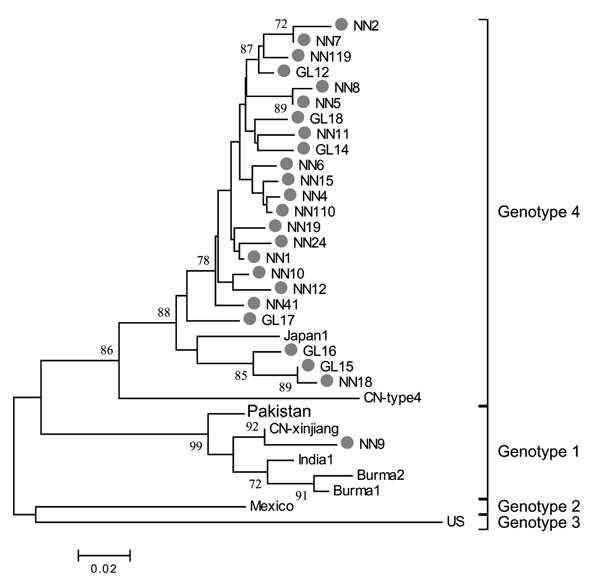 Phylogenetic analysis of hepatitis E virus (HEV) isolates. HEV isolates from patients with serologically diagnosed hepatitis E cases admitted in 2003 and 2004 to local hospitals are represented by closed circles. Prototype strains of indicated genotypes are designated according to site of isolation. Numbers on the branches represent (percent) reproduced values calculated from 1,000 resamplings of the data. The bar represents a genetic distance of 0.02-nt substitution per position.