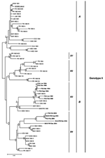 Thumbnail of Phylogenetic tree of American dengue virus type 4 (DENV-4) strains generated by using the neighbor-joining algorithm with Kimura 2 parameter distance. Numbers above branches refer to bootstrap values generated by using distance, and numbers under nodes refer to bootstrap values generated by using parsimony. Names of isolates refer to country and are listed in the Table. Accession no. M14931 refers to the complete genome of DENV-4. A and B refer to the 1981 introduction group and to 