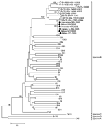 Thumbnail of Phylogenetic analysis of complete VP1 sequences of Spanish enterovirus (EV) isolates (GenBank accession nos. DQ468137–DQ468142), the new proposed EV75 sequences (AY556063–AY556070 and AY919545), and prototype EV sequences (echovirus [E] 5, AJ241425; E31, AJ241435; E2, AF081315; E15, AJ241429; E14, AJ241428; E17, AF081330; coxsackie B virus [CBV] 2, AF081312; E26, AJ241433; E27, AF081338; E1, AJ241422; E8, AF081325; E4, AF081319; E21, AF081334; E30, AF081340; E25, AF081336; E29, AJ24