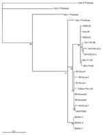 Thumbnail of Maximum-likelihood phylogenetic tree of established dengue virus 3 serotypes and new sequences from Pakistan identified in this study. The tree is based on a 238-nt sequence alignment comprising the C/PrM/M gene (nucleotides: 179–417 dengue virus 3 prototype [NC_001475]). The bar shows the number of substitutions per bases weighted by the Tamura-Nei algorithm. Horizontal distances are equivalent to the distances between isolates; numbers at nodes indicate support values for the bran