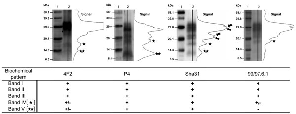 Figure 2&nbsp;-&nbsp;Western blot profiles of PrPres in an atypical scrapie isolate (lane 2) detected by using N-terminal (4F2, P4), central (Sha31), or C-terminal (99/97.6.1) monoclonal antibodies. Molecular weight (MW) standard (lane 1). Immunoreactivities obtained with each antibody on 10 different atypical scrapie isolates are indicated (+, strong, ±, low, –, absent).