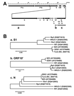 Thumbnail of A) Genome diagram indicating the location of structural (dark arrow) and nonstructural (shaded arrow) genes and the different regions (shaded boxes) used for phylogeny analysis. B) Phylogenetic trees based on deduced amino acid sequences of the spike protein S1 domain (a), the open reading frame (ORF)10' (b), and the N protein (c). Because of lack of the ORF10' coding region in Tor2, Tor2 could not be included for the tree in (b). GD01, human isolate from early phase of the outbreak