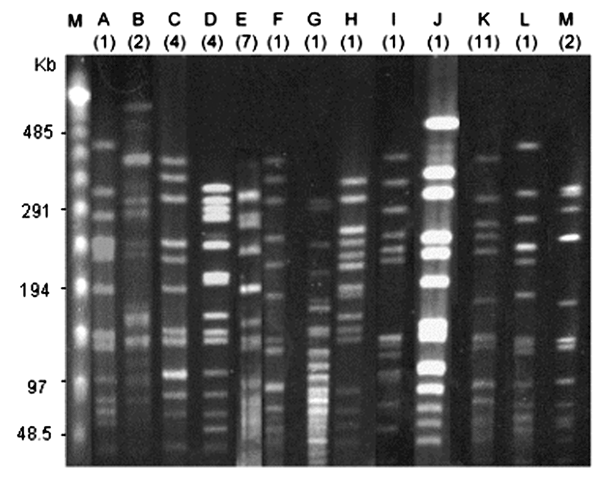 Pulsed-field gel electrophoresis (PFGE) types of 47 isolates of serotype 6B, serotype 3, and serotype 18C. Numbers in parentheses indicate the total number of isolates belonging to each PFGE type. Lane M, λ ladder; lanes A–J, 10 PFGE types found among 23 isolates of serotype 6B; lane K, 1 PFGE type found among 11 isolates of serotype 3; lanes L–M, 2 PFGE types found among 3 isolates of serotype 18C.