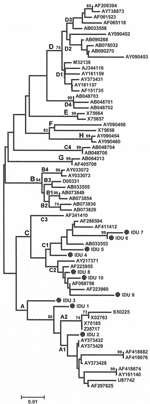 Thumbnail of Phylogenetic relationships among the sequences of s gene from hepatitis B virus strains isolated in this study (shown with prefix "IDU") compared with reference sequences from GenBank (accession nos. are shown). Genotype and subgenotypes are indicated at each main branch and subbranch, respectively. Percentage of bootstrap replications supporting the clusters (&gt;75%) are also shown at the nodes.
