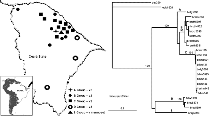 Rabies virus isolates by geographic localization and neighbor-joining tree showing a comparison of the groups formed by Ceará State, Brazil, samples isolated from 1997 to 2003. Bootstrap values of &gt;50% obtained from 100 resamplings of the data using distance matrix methods are shown in the nods.