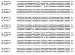 Thumbnail of Alignments of 16S RNA sequences from GenBank: Bg AJ009753, Borrelia garinii; Bb X57404, B. burgdorferi strain B31, Gull Island, Newfoundland, Canada.