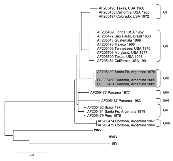 Consensus tree of the maximum parsimony analyses of Saint Louis encephalitis virus and other related flavivirus E glycoprotein genes. Shading indicates the genotype III to which the new viral strain belongs. West Nile virus (WNV), Japanese encephalitis virus (JEV) and Murray Valley encephalitis virus (MVEV) are used as outgroups. Scale bar indicates number of nucleotide differences.