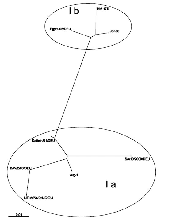 Phylogenetic analysis of the VP1–2A junction region. The sequence of a 160-bp-long PCR fragment (isolate Egy/1/05/DEU, GenBank accession no. AY741663) of the hepatitis A VP1 region was compared to published reference sequences of hepatis A virus. Genotype Ia: GenBank accession nos. AJ306374(Arg-1), AY656712 (BAV/2/03/DEU*), AY028976 (SA/10/2000/DEU), AY046073 (Datteln/01/DEU), and AY747173 (NRW/3/04/DEU*). Genotype Ib: L07728 (Jor 88), M14707 (HM-175). The scale represents nucleotide substitutio