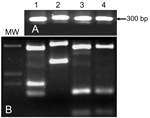 Thumbnail of A) PCR of Leishmania internal transcribed spacer region 1 (ITS1) of cultured Leishmania promastigotes isolated from rock hyrax. B) HaeIII digestion of restriction fragment length polymorphisms of ITS1 PCR products shown in A. Lane MW, molecular mass marker; lane 1, L. infantum (Li-L699); lane 2, L. major (Lm-L777); lane 3, L. tropica (Lt-L590); lane 4, rock hyrax.