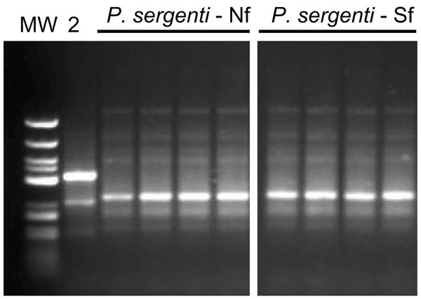 Random amplified polymorphic DNA PCR banding patterns of Phlebotomus sergenti from 2 foci in Galilee, Israel. The PCR was performed with primer OPI 1. Lane MW, molecular mass marker; lane 2, P. sergenti from Turkey. Shown are 4 flies from the northern focus (Nf) and 4 flies from the southern focus (Sf).