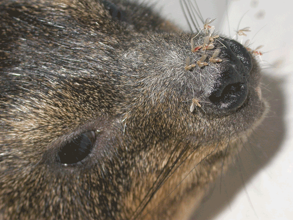 Rock hyrax (Procavia capensis). Sand flies are attracted to these animals and prefer feeding on their snouts.