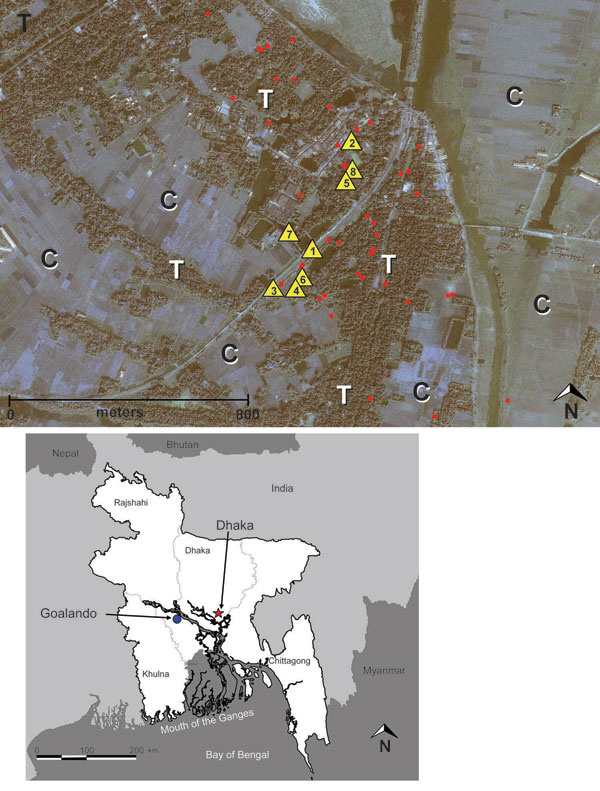 Top: Distribution of Nipah virus case (n = 12) and control (n = 36) households within the outbreak/study site of Goalando township, Bangladesh, January 2004. Number in the yellow triangle corresponds to household no. in Figure 2. Map also shows extreme habitat disturbance; areas under cultivation (for rice, sugar cane) are highlighted with “C,” and remaining trees (fruit trees and bamboo stands) with “T.” Bottom: Location of outbreak village.