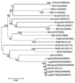 Thumbnail of Neighbor-joining phylogenetic tree comparing nucleotide sequences of the entire nucleoprotein gene (1,350 nt) of a new Lagos bat virus (LBV) isolate from a mongoose in South Africa (Mongoose2004) and representative sequences of all other genotypes of lyssaviruses. Branch lengths are drawn to scale, and bootstrap values for 1,000 replicates are shown for the nodes. Accession numbers for all sequences available from GenBank and full-length nucleoprotein sequences of other LBV isolates