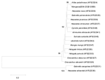 Thumbnail of Neighbor-joining phylogenetic tree comparing 893 bp of the cytochrome b region of Herpestidae family sequences available in GenBank. Sequence obtained from the Lagos bat virus–infected mongoose (Mongoose2004) is 98% identical to the known cytochrome b sequences of Atilax paludinosus (water mongoose). GenBank accession numbers are indicated on the phylogenetic tree, and bootstrap values were determined with 1,000 replicates.
