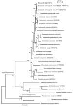 Thumbnail of 16S rDNA maximum-likelihood phylogenetic tree showing the relationships of the isolate nîmes373 with 15 species of the genus Acetobacter and 6 strains representative of the 6 other genera of acetic acid bacteria in the Alpha Proteobacteria. Sequences of Alpha, Beta, and Gamma Proteobacteria of clinical relevance were also included in the tree. Staphylococcus aureus (Firmicutes) 16S rDNA was used as an outgroup. The 16S rDNA sequences used to reconstruct this tree were obtained from the GenBank database, and their accession numbers are indicated in brackets. The tree was reconstructed using DNAML from the PHYLIP package v. 3.6.6, on the basis of the F84 (+ gamma distribution + invariant sites) substitution model. The scale bar indicates 0.02 substitutions per nucleotide position. Numbers given at the nodes represent bootstrap percentages calculated on 100 replicates.